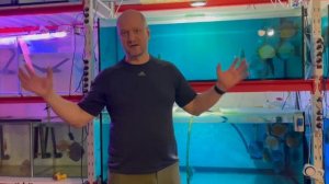 Дискусы. Снова про хлорамин т.