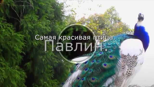 Самая красивая птица.Павлин.