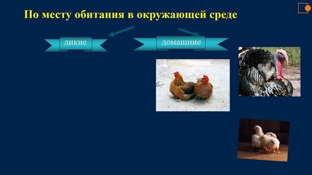 Птицы. Природоведение