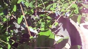 жимолость морена