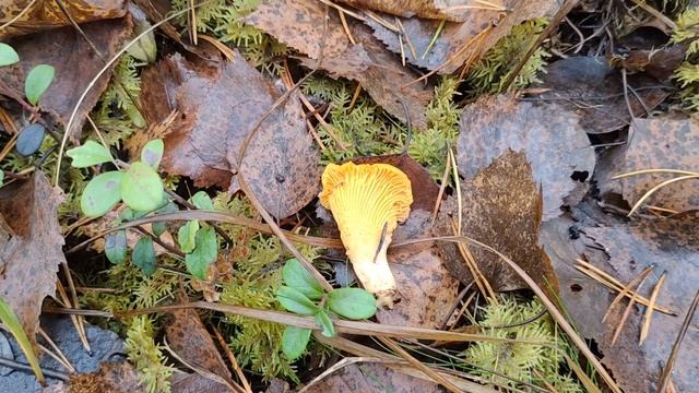 Последние грибы 10 ноября 2022 Карелия смотреть онлайн