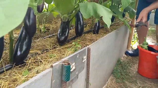 Баклажаны радуют.15 июля 2023 г. смотреть онлайн