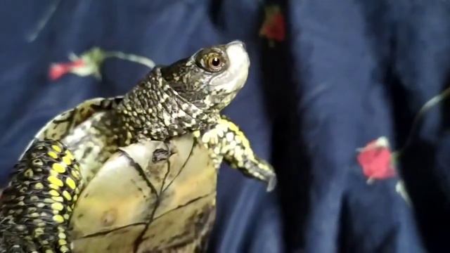 sw конец 4(личность соединителя) 786-788 серии смотреть онлайн