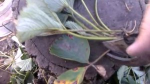 Обрезка саженцев клубники перед посадкой