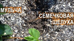 Мульча из семечковой шелухи. Клубничная ферма Лесниченко.