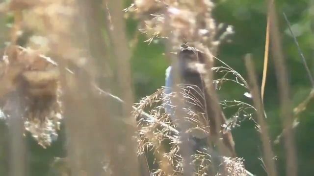 Пение дроздовидной камышевки в мае. Кто скрипит в камышах? смотреть онлайн