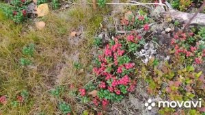 45 день сбора ягод. Брусника.