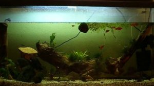 астрики птерики и мелкота.