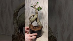 Подготовка к пересадке фикус генсенг, пока идет адаптация, через неделю продолжим.