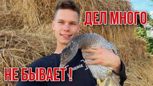 Вывод цыплят, утятНовое направление на ферме: чаи ☕️ Урожай мечты  Кролики, гуси, куры