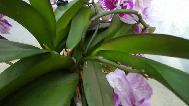 КАК ДОБИТЬСЯ ПЫШНОГО ЦВЕТЕНИЯ ОРХИДЕИ ФАЛЕНОПСИС смотреть онлайн