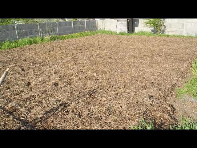 Простой и без труда,но эффективный метод выращивания картофеля смотреть онлайн