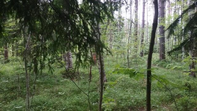 Чертополох и Татарник в магии и медицине