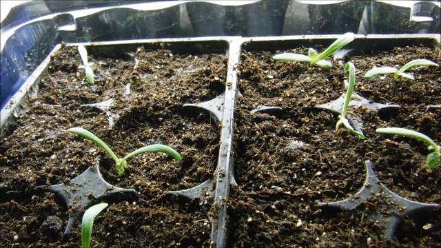 how to feed statice seedlings, statice seedlings getting true leaves, update on seedlings смотреть онлайн