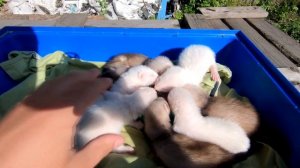 Новорожденные ХОРЬКИ Как растут ХОРЬКИ от1 до 30 дней