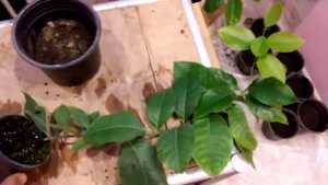 Лимон Лунарио.Размножение воздушными отводками