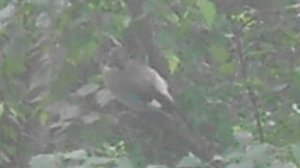 Сойка в листве деревьев DSCN4503