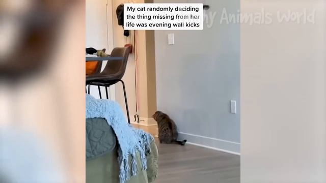 📹  Самые новые смешные животные 2023😂 Смешные коты и собаки - Animal Club
