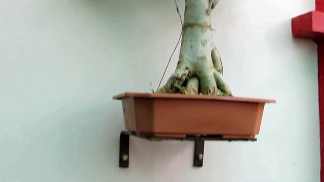 Top 5 Tips for Adenium Rainy Season Care