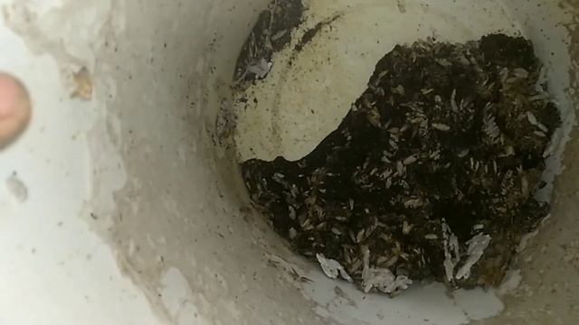 Как я выращиваю Восковую моль. Полная технология. смотреть онлайн