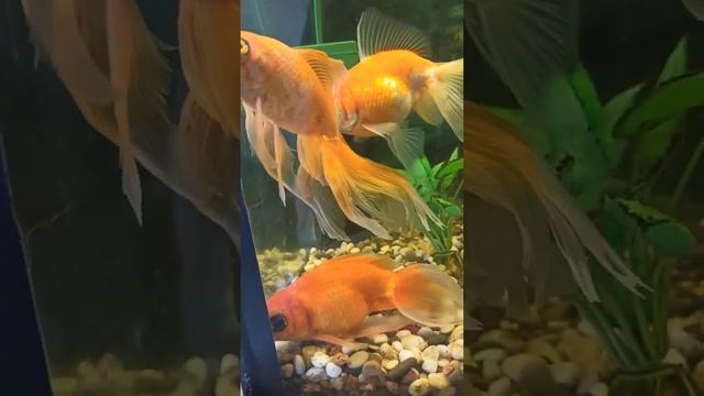 наши золотые рыбки слишком много съели и нет сил плавать #fish #Leirfn