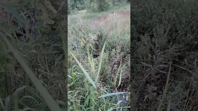 Исток Барги.mp4 смотреть онлайн