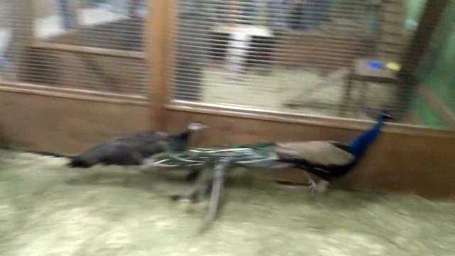 Павлины Контактный зоопарк «Страна ЕНОТиЯ» - ART Mall смотреть онлайн