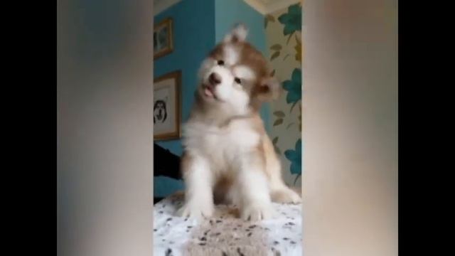 Прикольная видео подборка с хаски смотреть онлайн