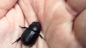 Большой черный жук. Жук Навозник весенний. Жуки нашего климата.