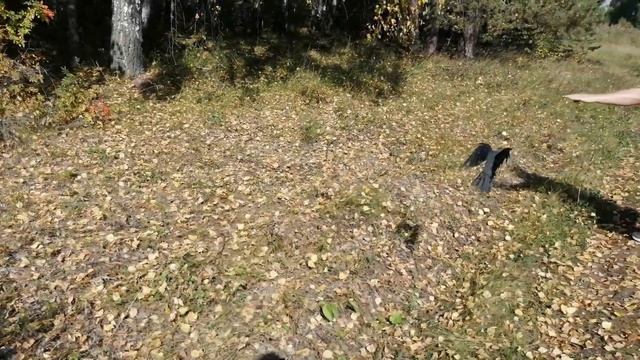 Прогулка с Блэки в лесу_гуляем с галкой смотреть онлайн