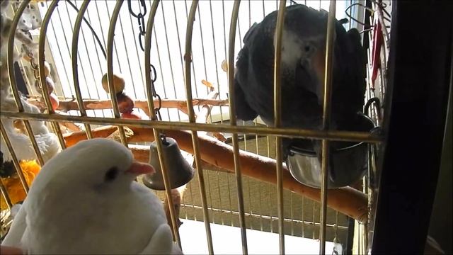 Ко мне на балкон прилетел ручной белый голубь. Что с ним стало? смотреть онлайн