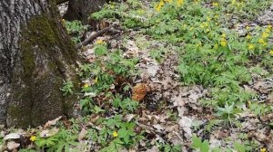 Грибы. Липецкая область. В весенний лес за строчками.