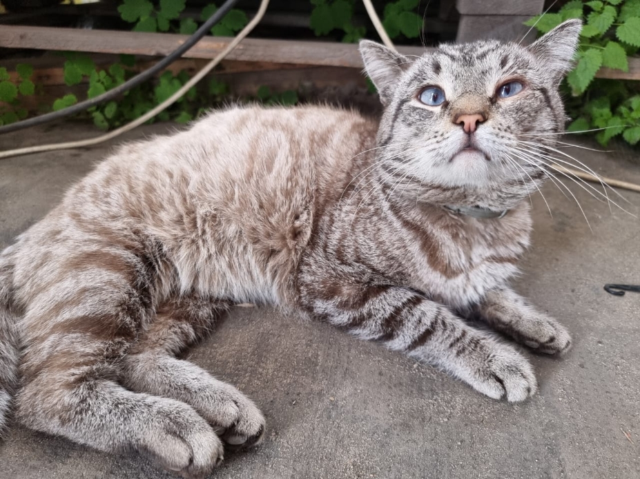 Бездомный кот приполз к людям за помощью | Что с ним стало через год?| История спасения кота Сапфира
