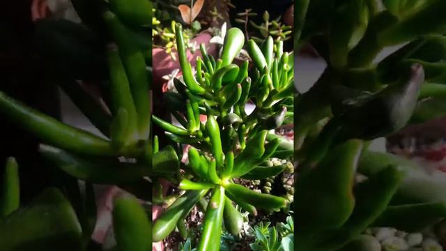CRASSULA GOLLUM SUKULENT смотреть онлайн