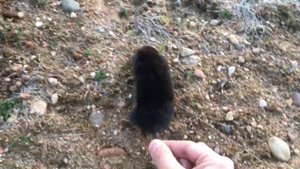 Крот в живой природе