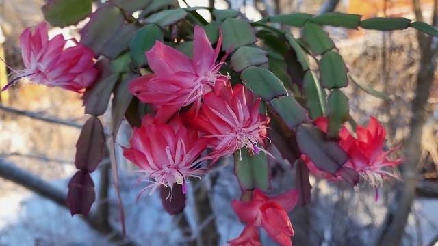 Laranja Dobrada

#шлюмбергера #schlumbergera #моицветы   #герагибис #сортоваяшлюмбергера #сортовыера