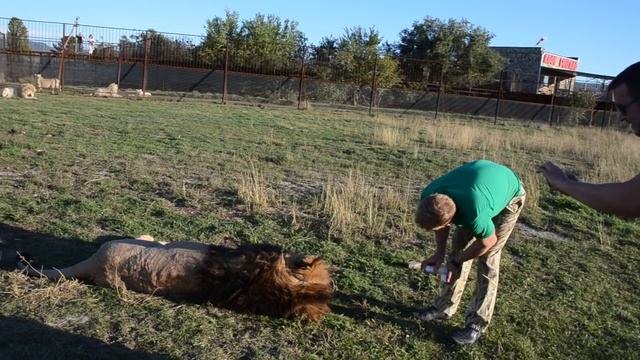 Львенок на дереве !Тихое вечернее Сафари ! смотреть онлайн