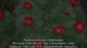 Пион тонколистный