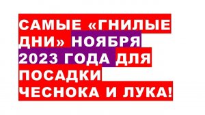 Самые "гнилые дни" ноября 2023 для посадки чеснока лукаThe worst days for planting garlic in Novembe