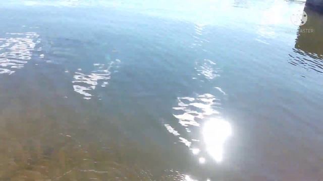 Рыбалка Спиннинг Судак мелкие отпустил 6штук"Крыница Вдхр"???????? смотреть онлайн