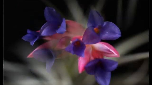 Tillandsia aeranthos "Mini Purple" смотреть онлайн