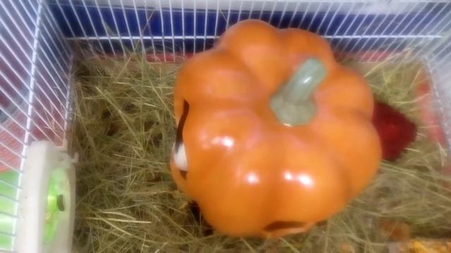 Кто в домике живет ? Кавия 😇 Морская свинка малыш | Хомячуля: Secret Life Hamster - Pets