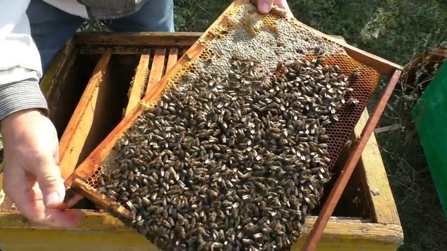 Какие летки открывать в ульях на зиму? Контрольный осмотр пчел. смотреть онлайн