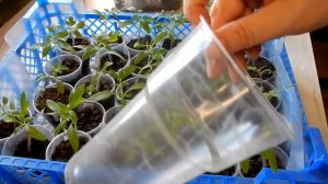 Поздний посев помидор Посеяла томаты в апреле   а что дальше