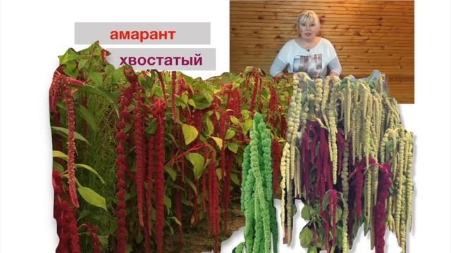 Амарант. Какой сорт выбрать. смотреть онлайн