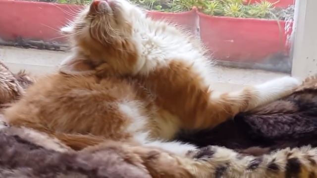 Коты спят в смешных позах, приколы с котами, странные позы котов, подборка смешных котов 2020 смотреть онлайн