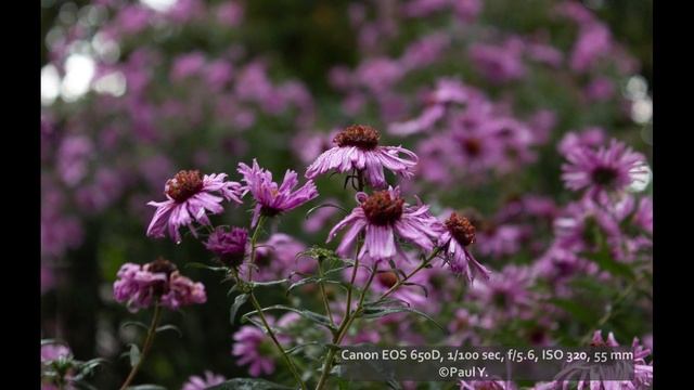 Почему вам стоит начать именно с Canon 650D в 2023 году смотреть онлайн