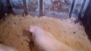 Поросятам 6 месяцев и десять дней.