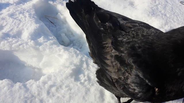 Дрессировка ворона с Еленой Беляевой. смотреть онлайн