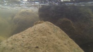 Грузия. Дманиси.  Крабы